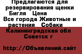 Предлагаются для резервирования щенки Бигля › Цена ­ 40 000 - Все города Животные и растения » Собаки   . Калининградская обл.,Советск г.